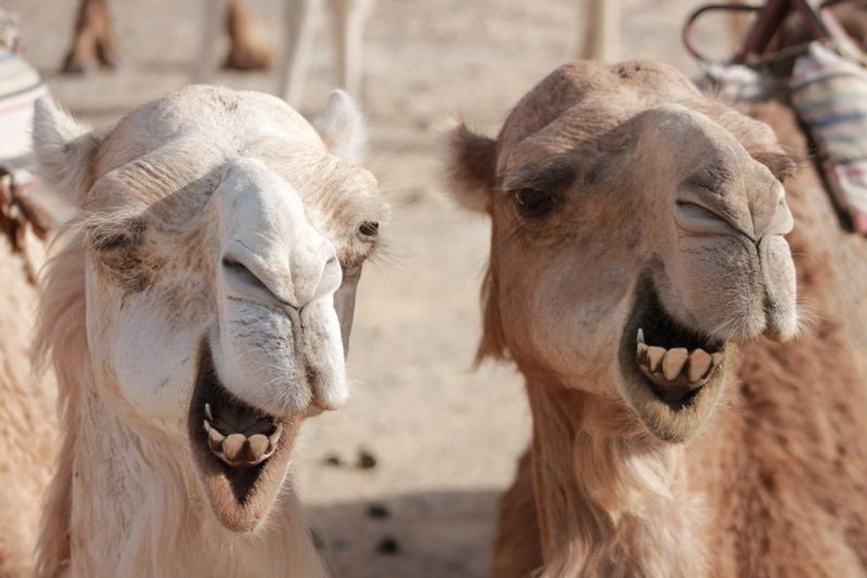 Two camels in the Libyan desert.