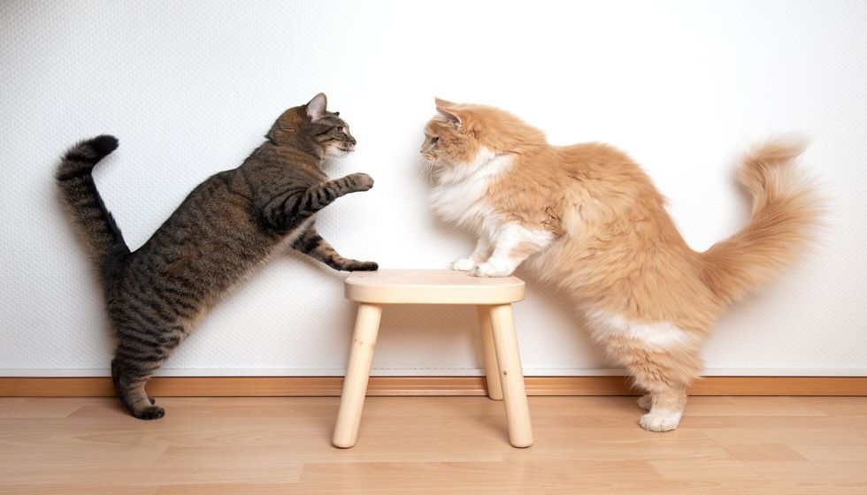 Two cats arm wrestling fight battle.