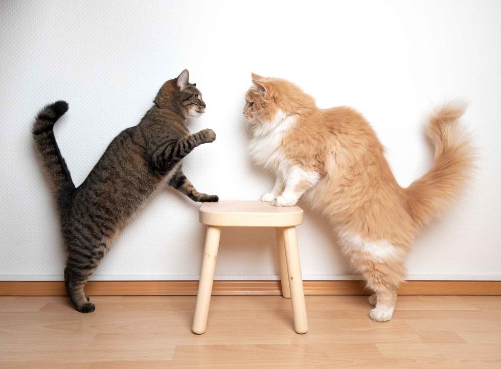 two cats armwrestling fight battle