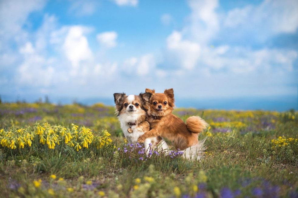 Two chihuahua on the green field
