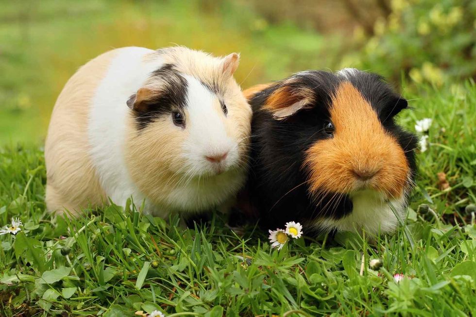 Two cute guinea pigs.