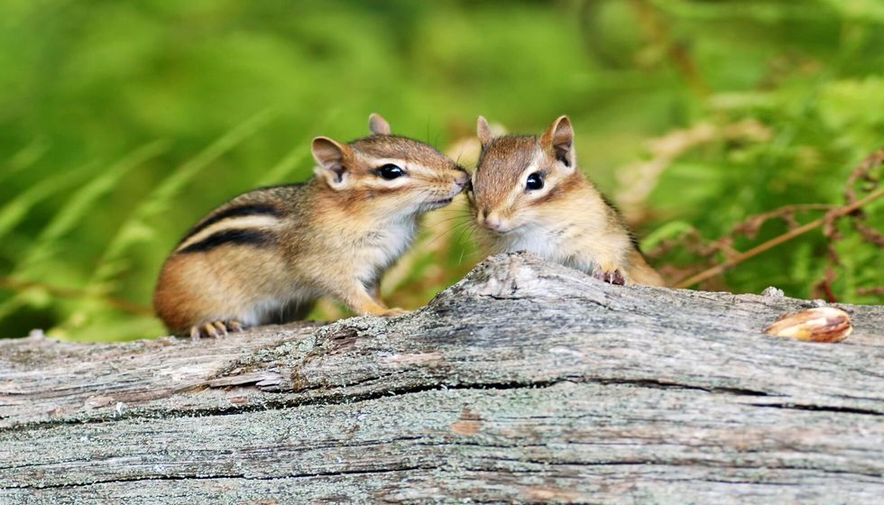 Two cute little baby chipmunk siblings sitting on a fallen tree.