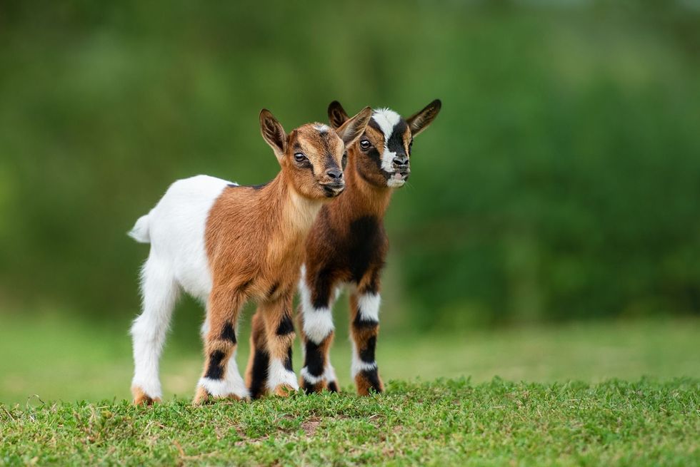 Two dwarf goats on green tree background.