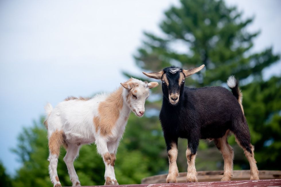 Two dwarf goats on green tree background.