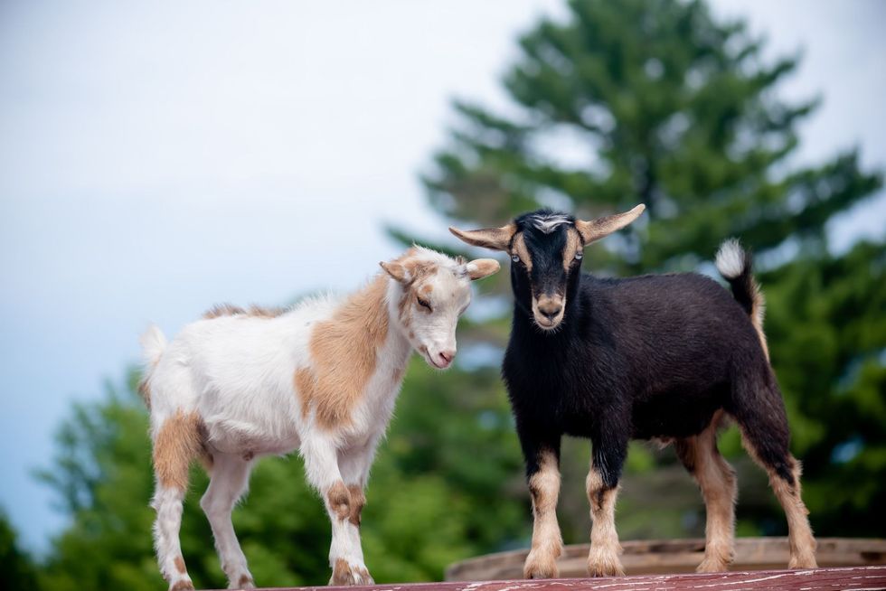 Goat Vs Sheep. How To Spot The Difference? | Kidadl