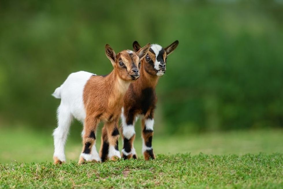 Two dwarf Nigerian goats on grass
