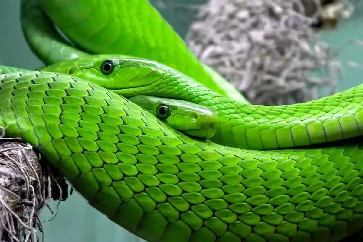 Two eastern green mambas intertwined on a dry branch