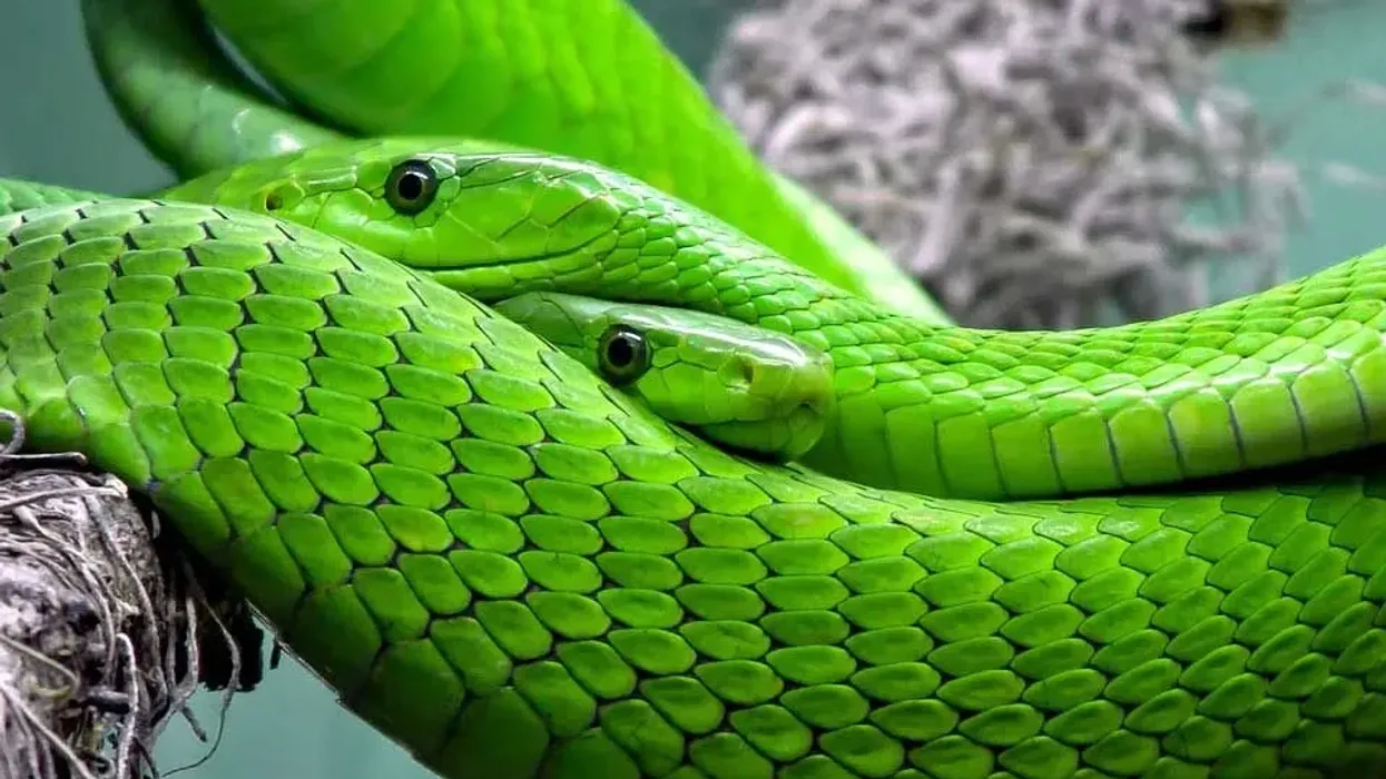 Two eastern green mambas intertwined on a dry branch