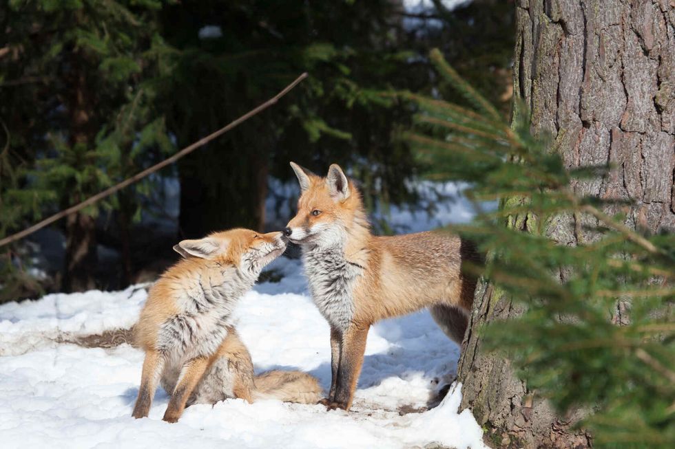 Two foxes in winter forest.