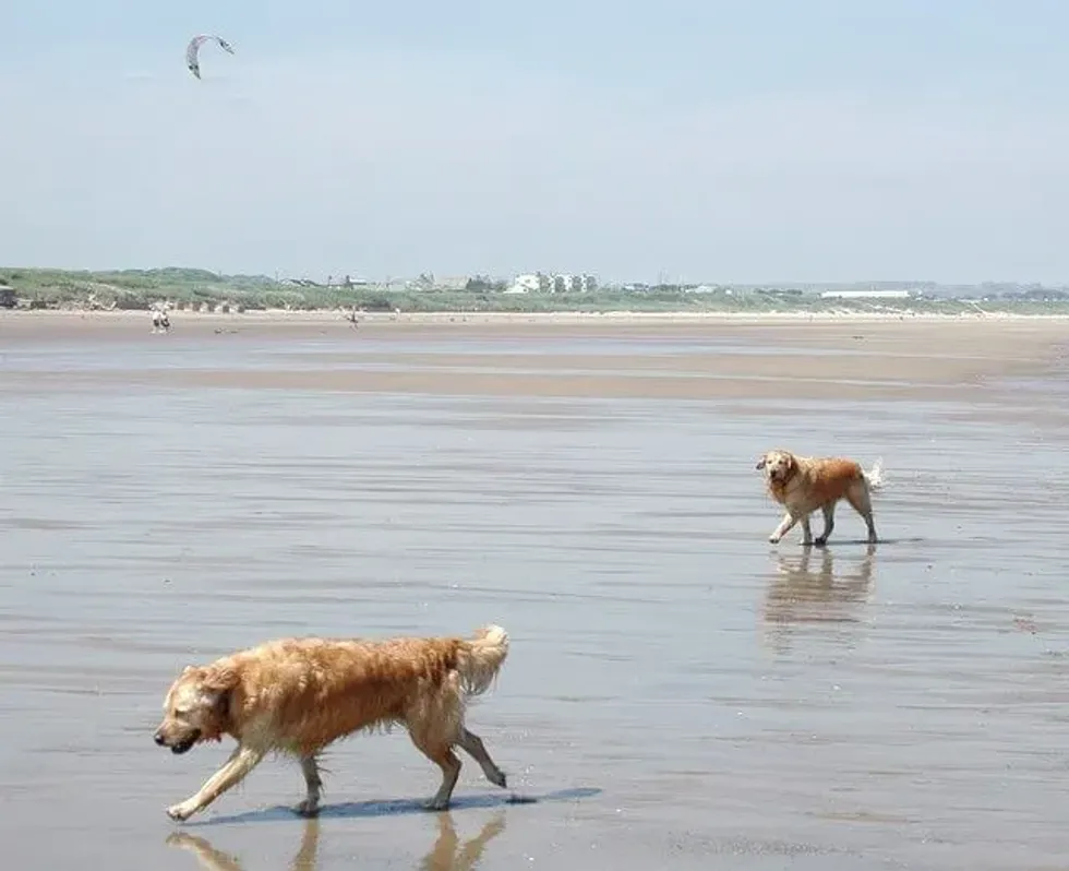 Two golden retrievers walking on the sand at Fraisthorpe Beach.
