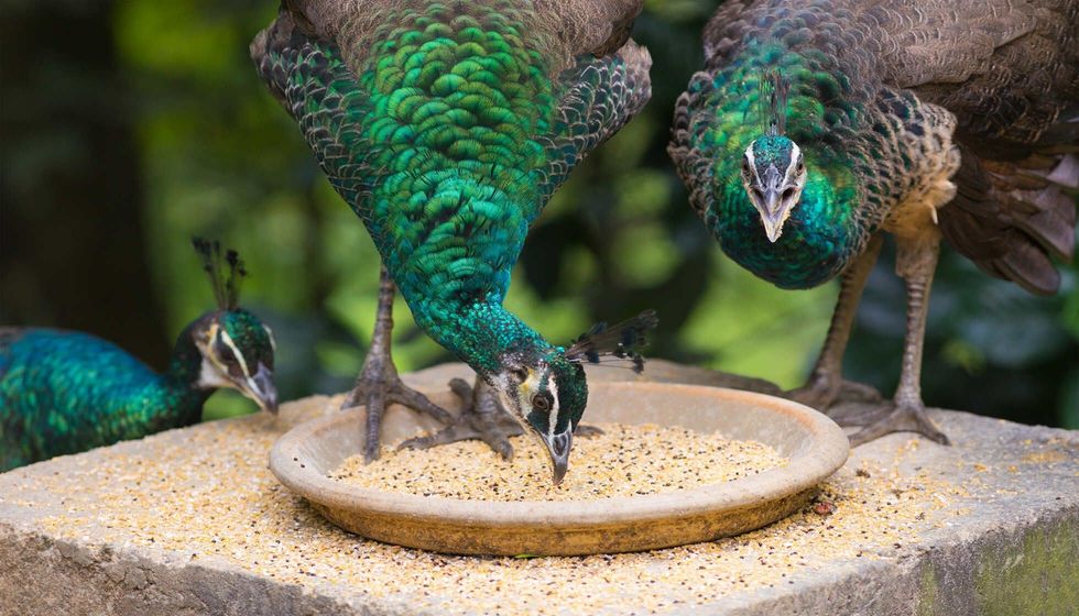 Two green peafowls eat grain.