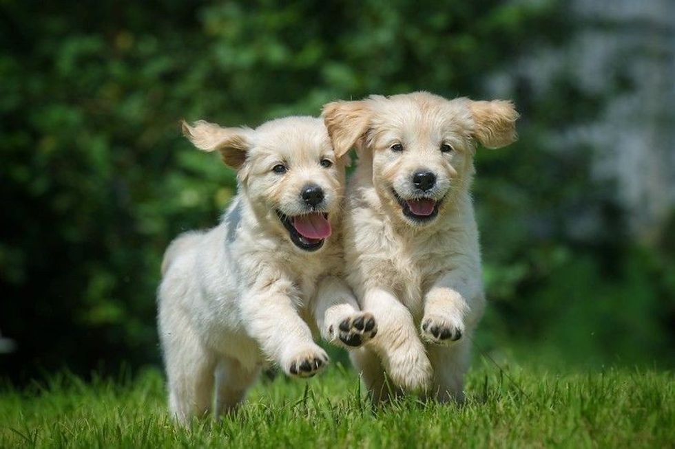 Two happy running puppies of golden retriever.