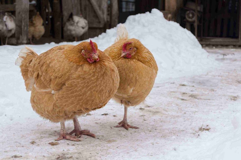 Two hens in a chicken stable walking in the snow