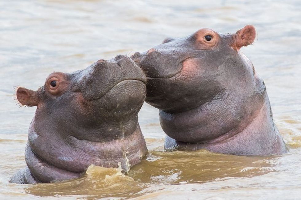 Two hippo calfs in Saint Lucia.