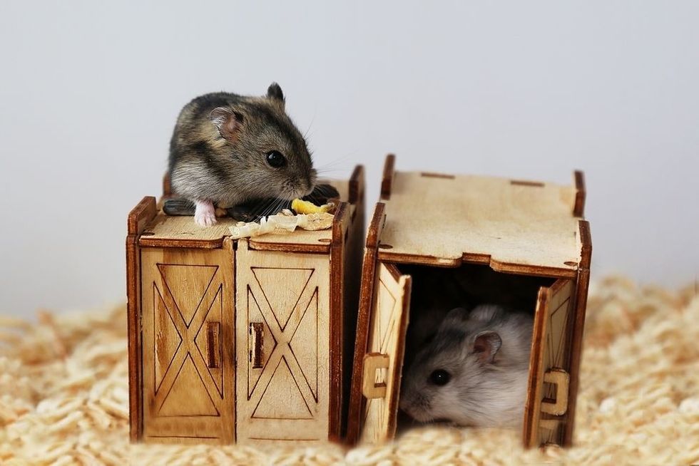 Two mice sitting on the roof of a wooden house.