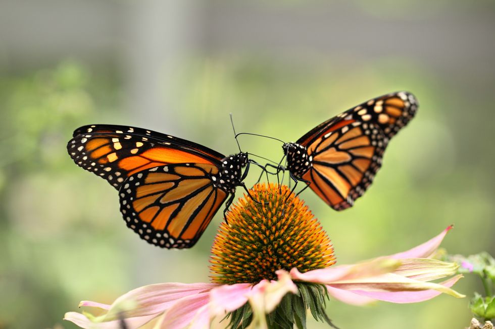 Two Monarch butterflies on flower