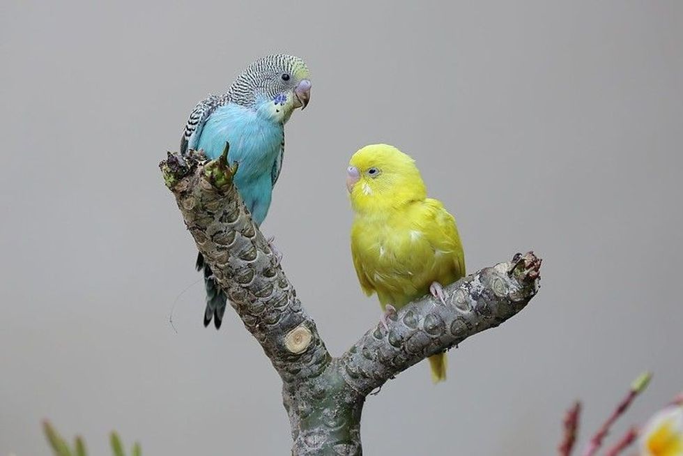 Two parakeets resting on a tree trunk.