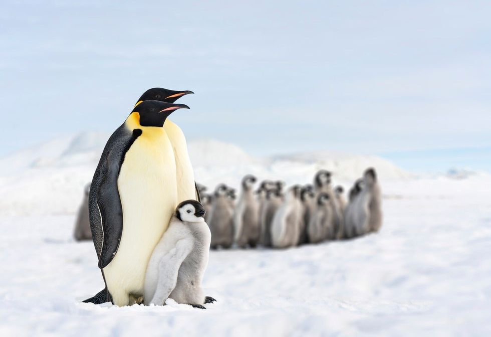 Two penguins and their baby.