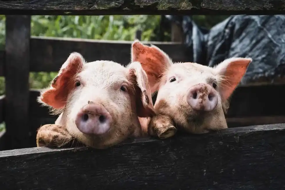 Two pink pigs trying to climb over the wooden fence