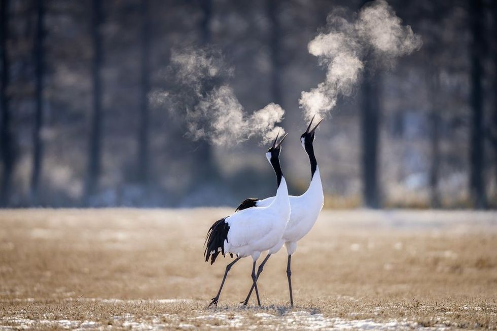 Two red-crowned cranes breathing in a cold field