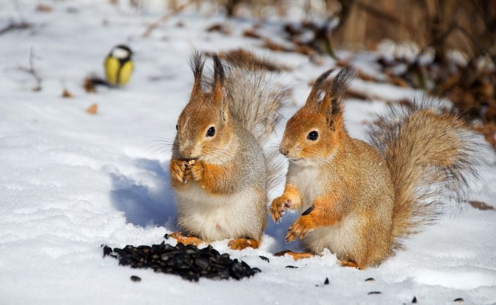 Two red squirrels and bird in snow.