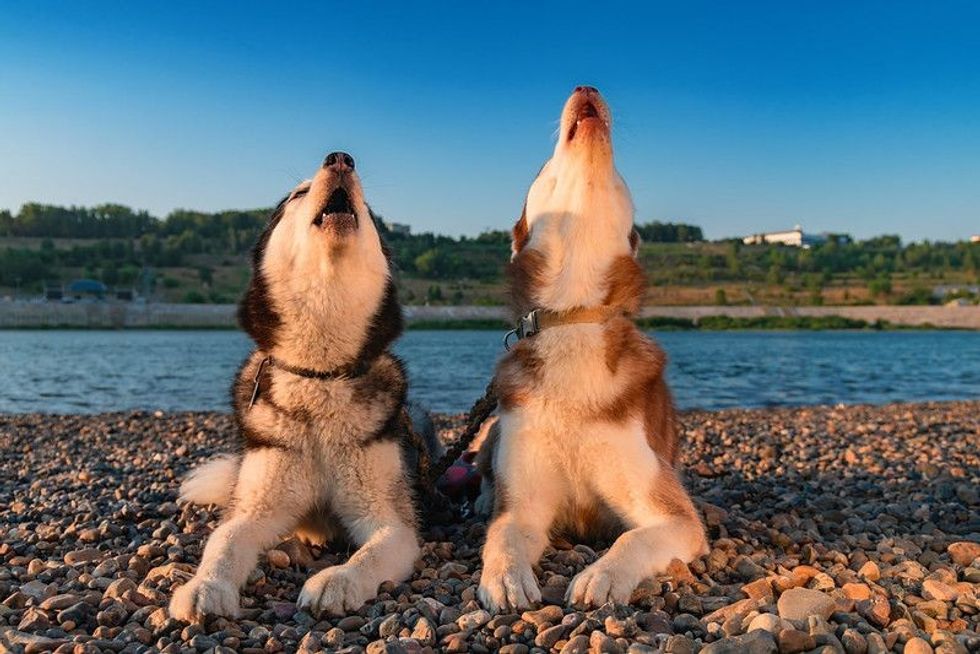 Two Siberian huskies raised their faces up and howl
