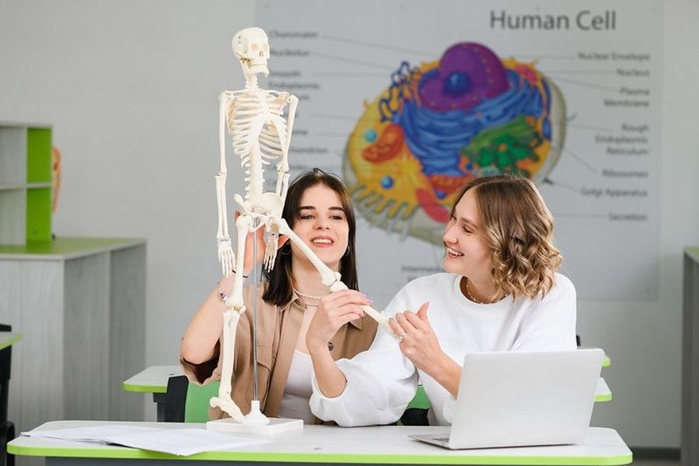 Two students learning human biology with human skeleton model.