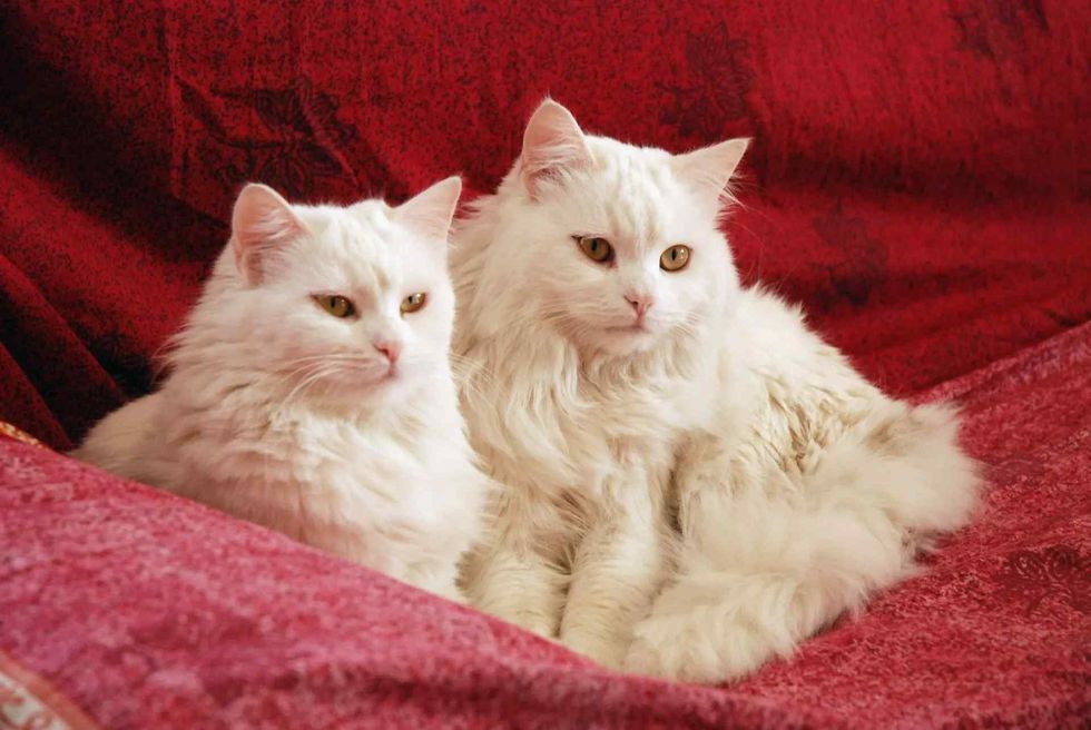 Two white Persian cats sitting on a red velvet sofa