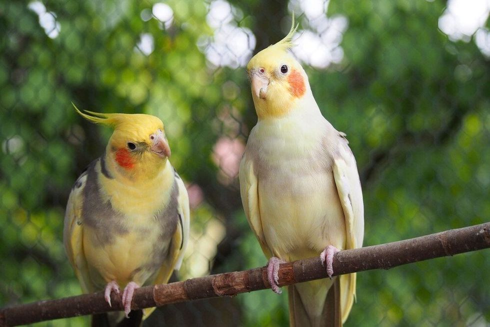 Two yellow cockatiels parrots (Nymphicus hollandicus) sitting on a branch in the garden.