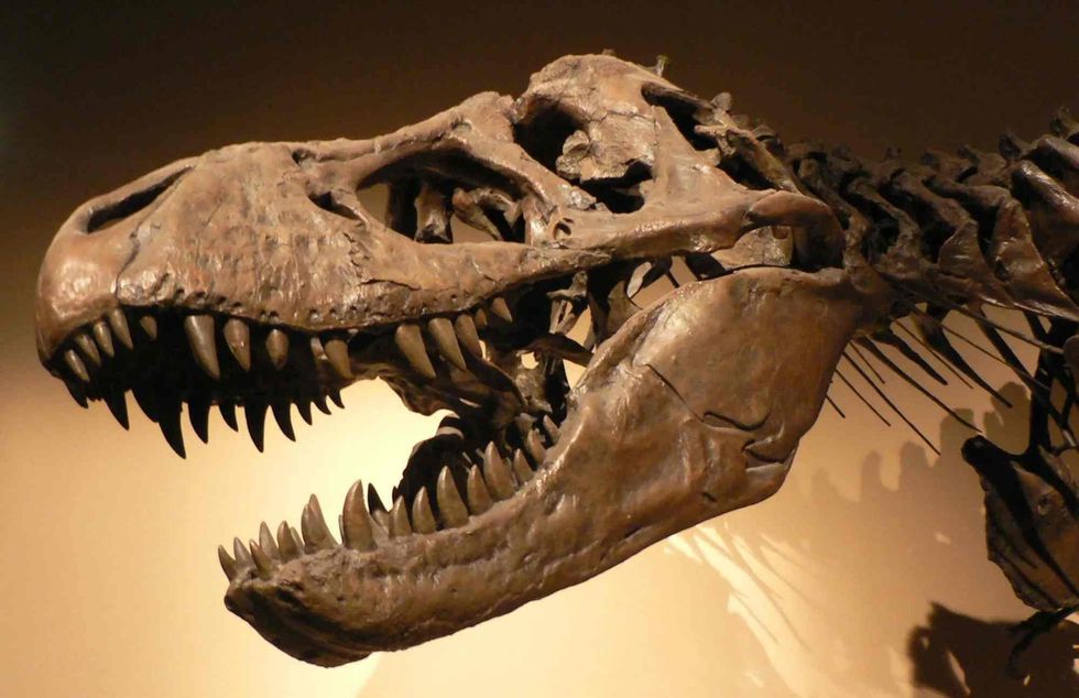 Tyrannosaurus Rex is probably the most famous dinosaur.