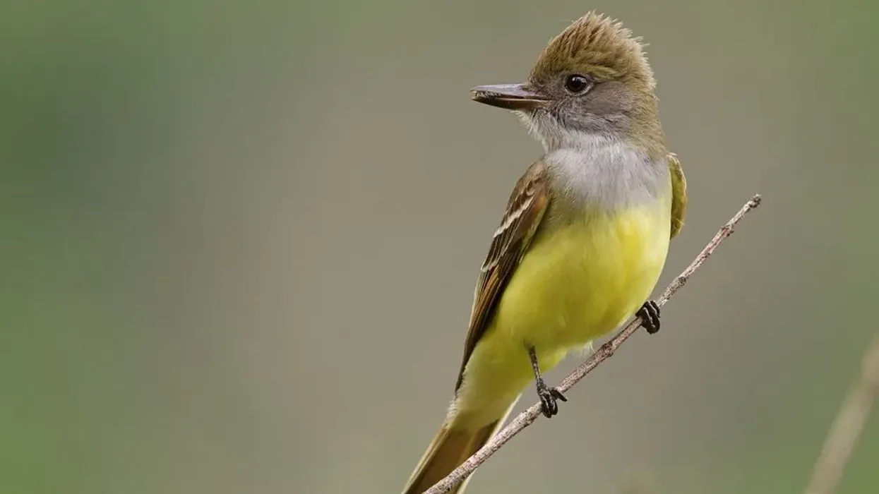 Tyrant flycatcher facts are educational!