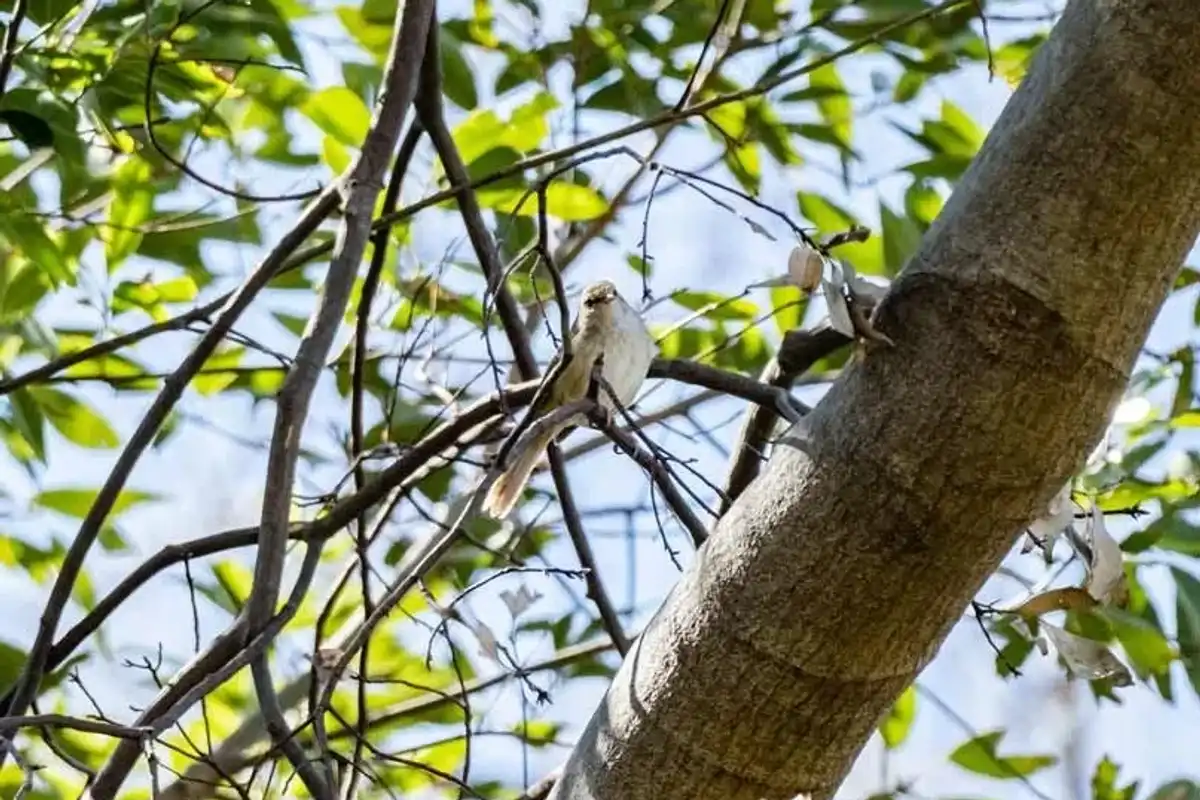 Uguisu facts like they are found in many countries like Japan, China, Russia, Taiwan, Korea are interesting