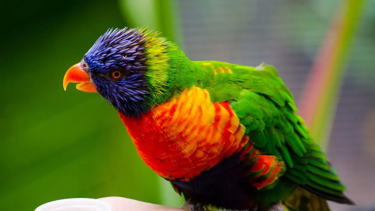 Ultramarine lorikeet facts are all about their vibrant appearance and habitat.