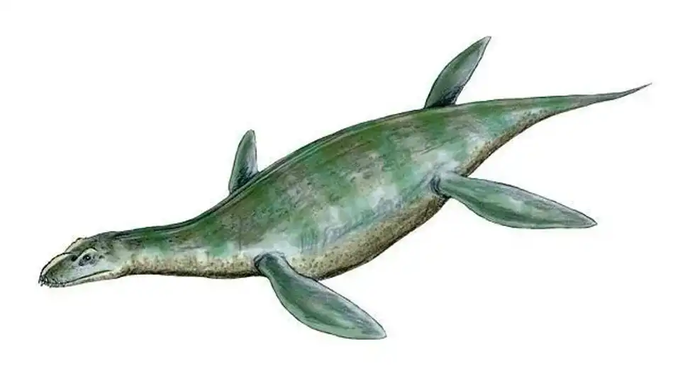 Umaanosaurus facts include that they are an extinct genus of plesiosaur belonging to the family Leptocleididae.