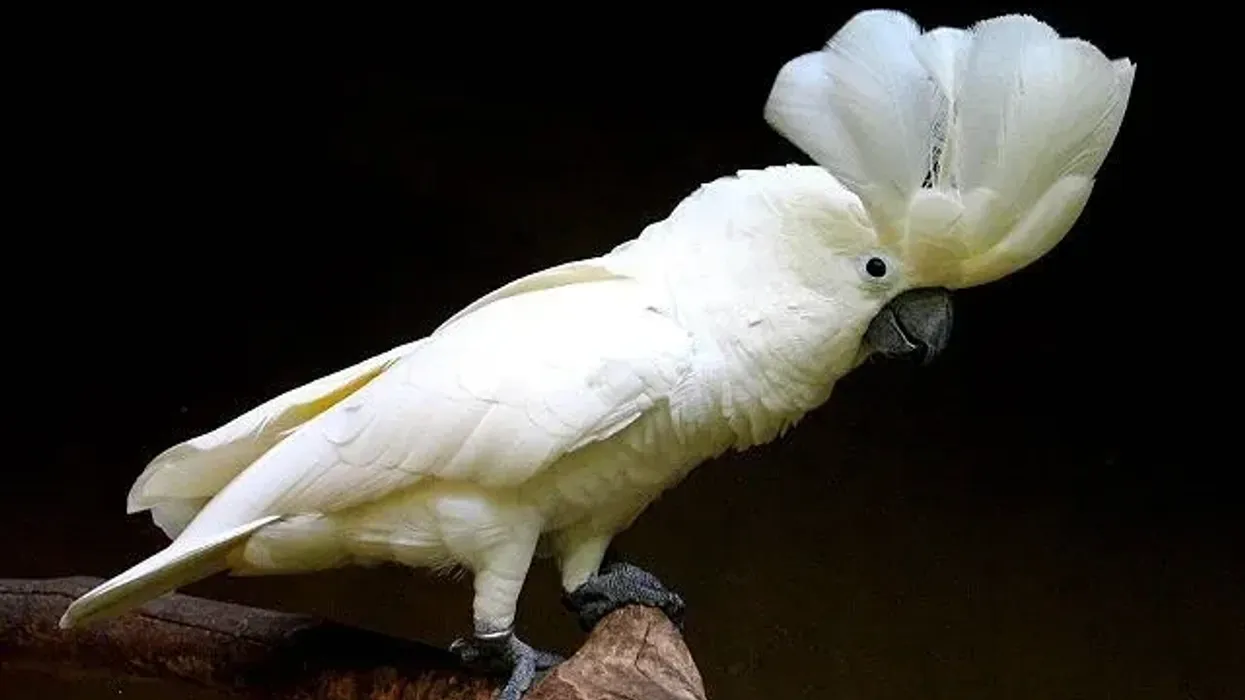 Umbrella cockatoo facts will ignite your interest in the world of tropical birds.