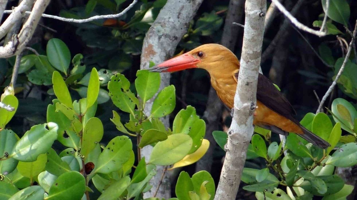 Unbelievable brown-winged kingfisher facts for bird lovers.