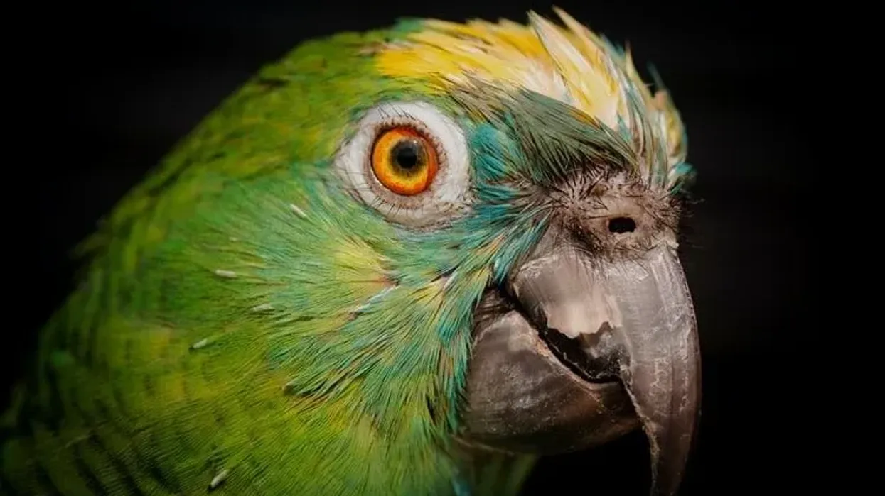 Uncontrolled pet trade poses a threat to great green macaw