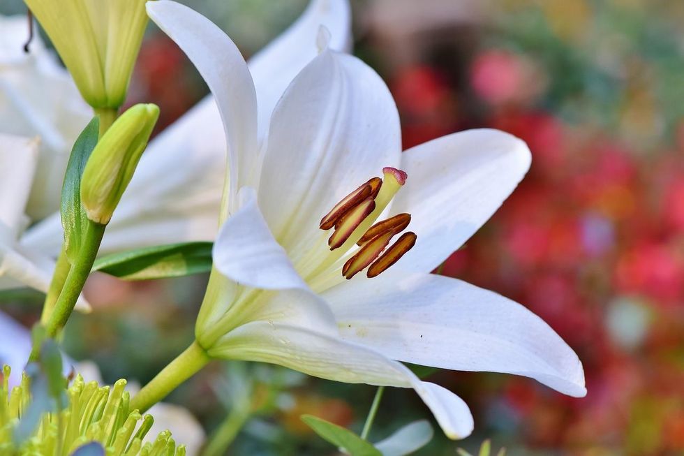 Understanding the genus of flower species family is extremely important to know scientific flower names