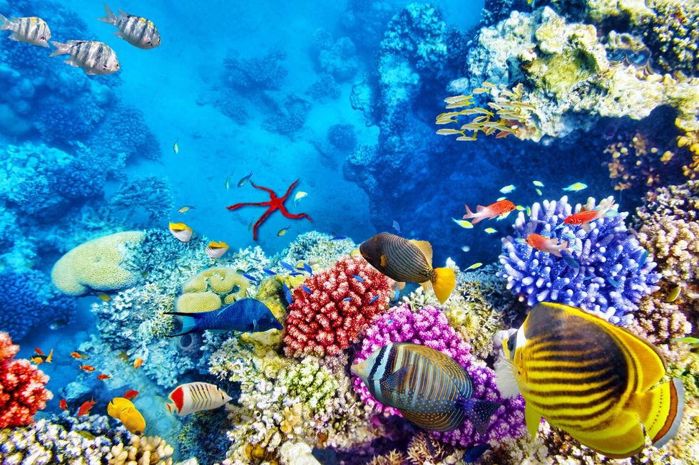 Underwater coral reef and fished in blue ocean.