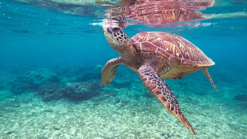 Underwater view of a sea turtle taking a breath of air