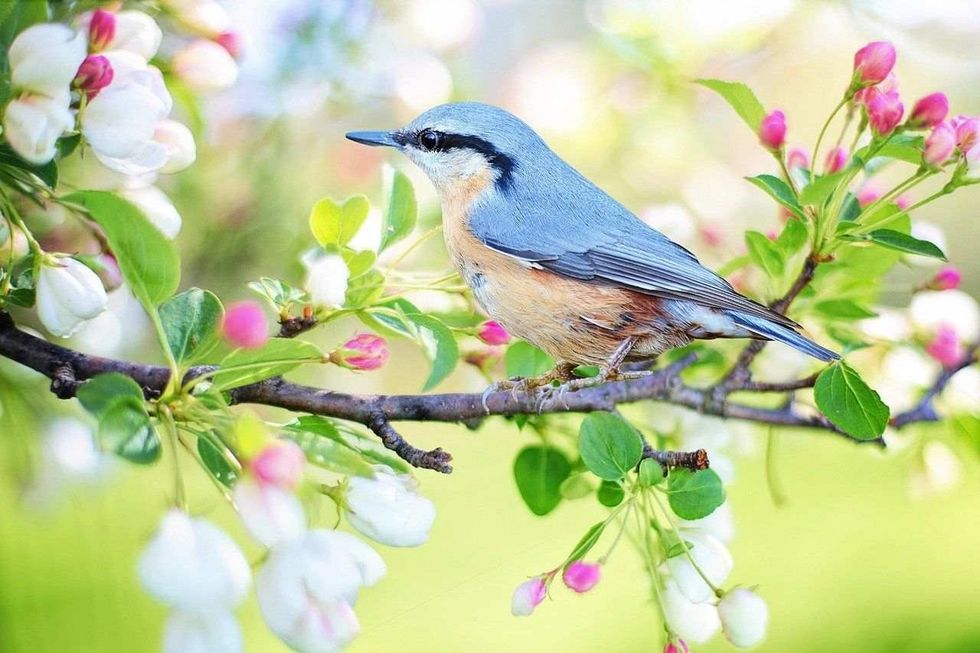 unique names for birds
