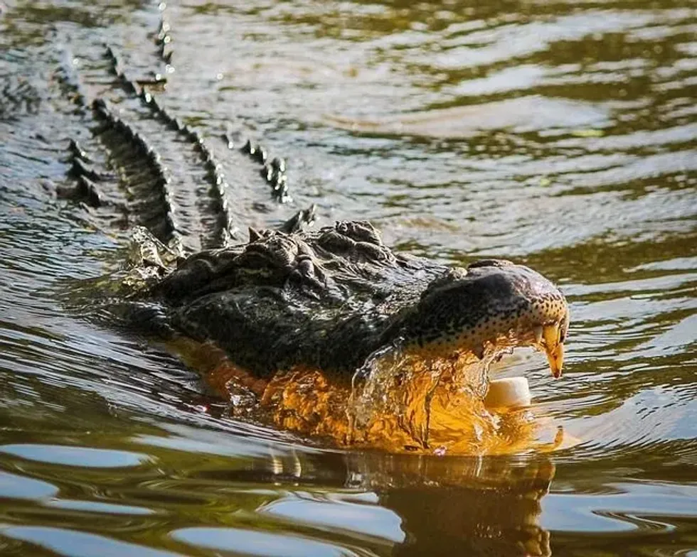 Upon seeing adult alligators, people often wonder, what do alligators eat?