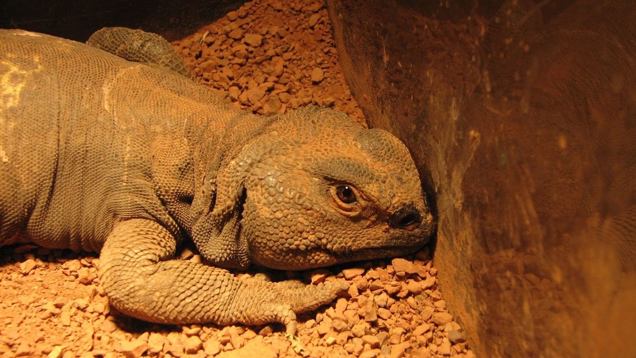 Uromastyx facts about a unique North African reptile.