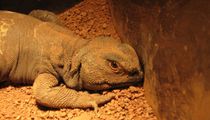 Uromastyx facts about a unique North African reptile.