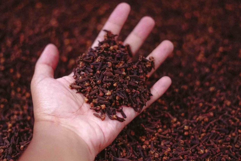 Used as a spice in the southeastern part of Asia