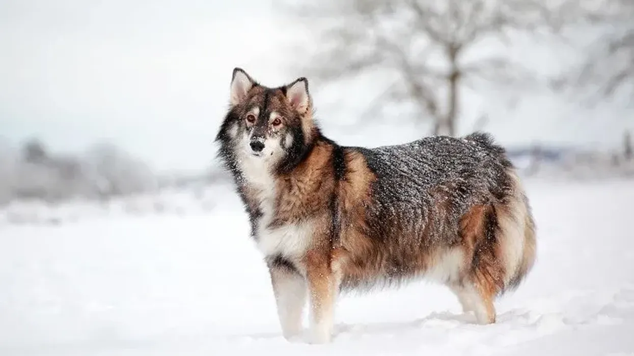Utonagan facts about the mixed breed wolf-dog.