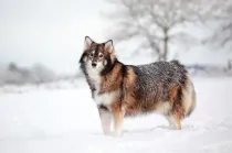 Utonagan facts about the mixed breed wolf-dog.