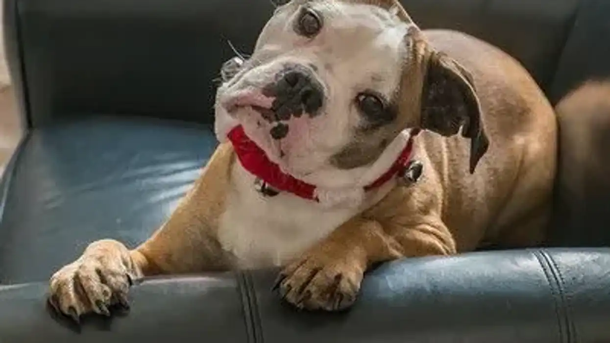 Valley Bulldogs facts that ate very interesting