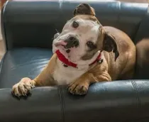 Valley Bulldogs facts that ate very interesting
