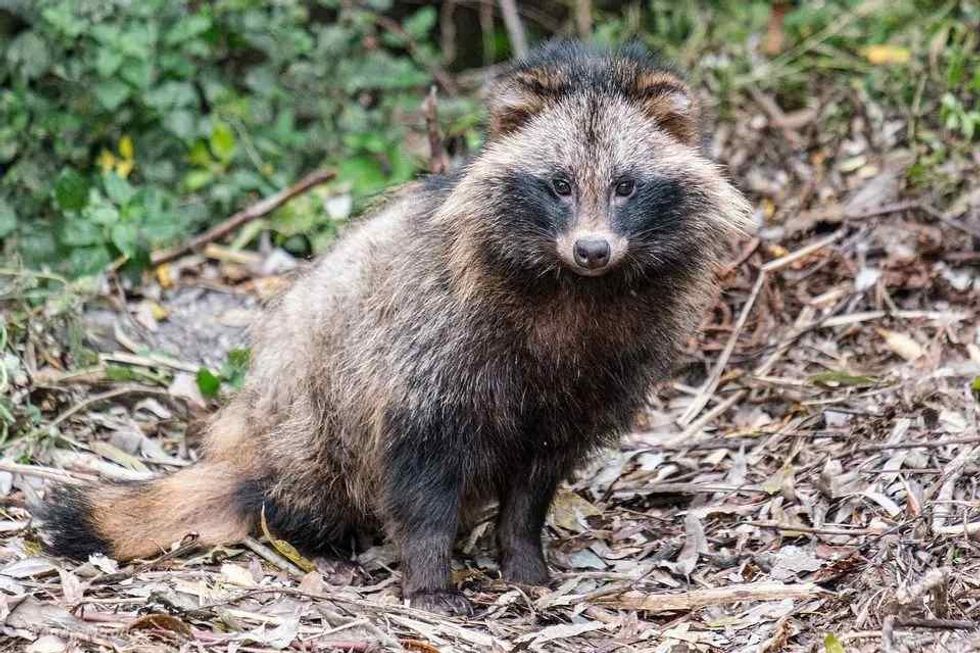valuable animal furs originate from Siberia